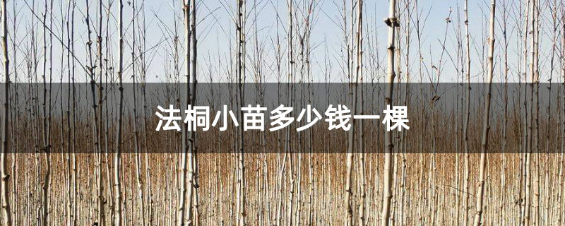 法桐小苗多少錢一棵