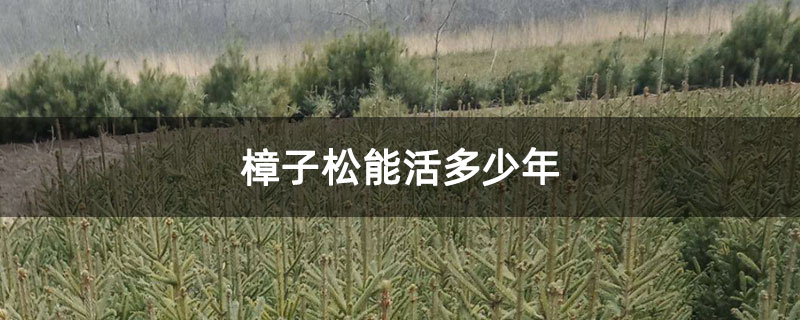 樟子松能活多少年