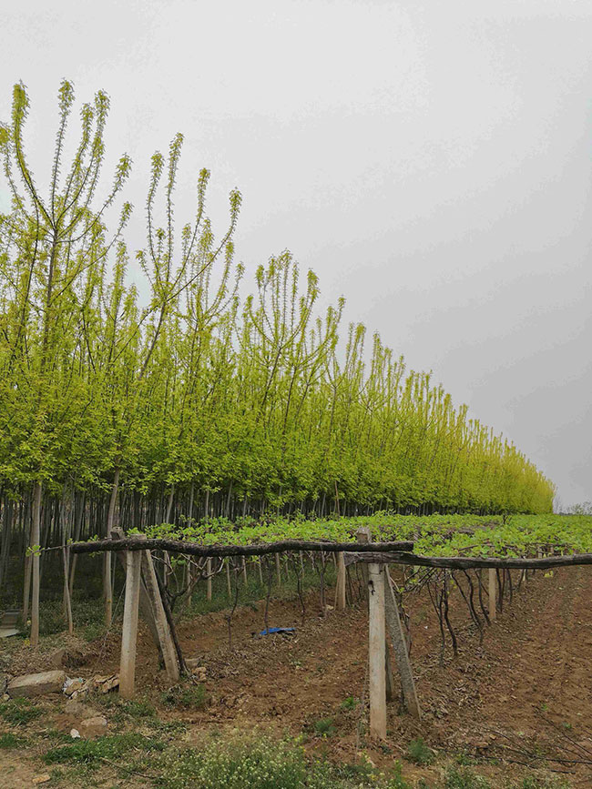 金葉復葉槭前景如何?金葉復葉槭的種植前景