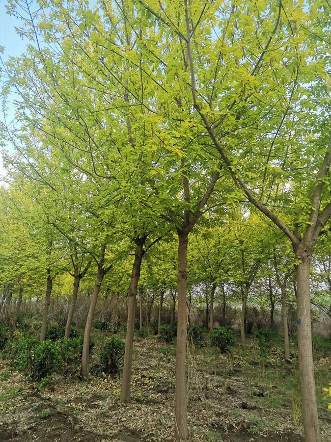 金葉復葉槭前景如何?金葉復葉槭的種植前景