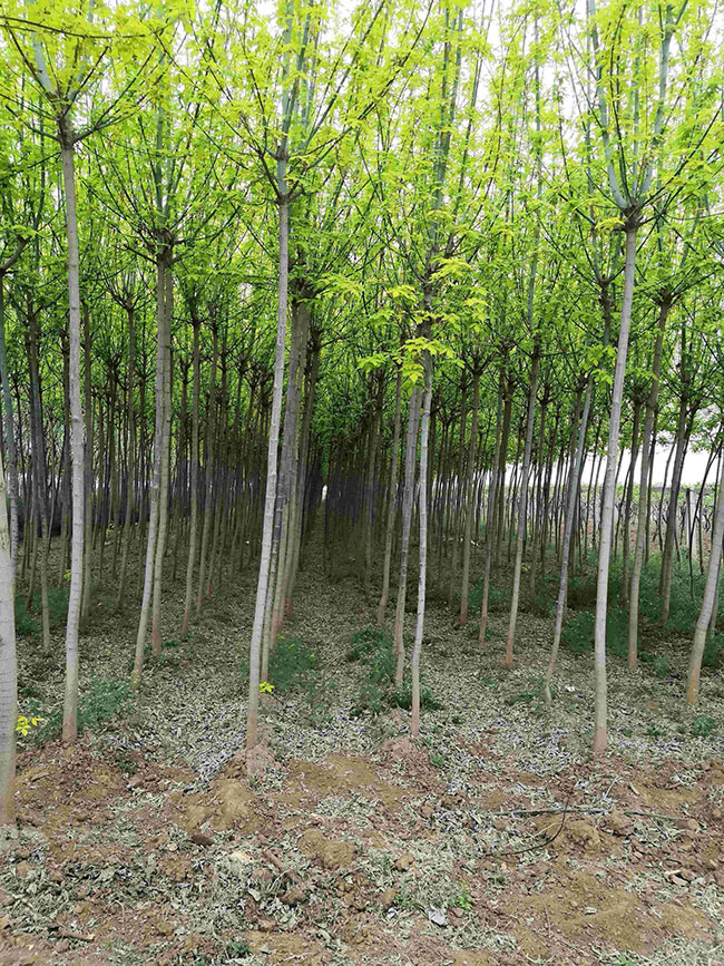 金葉復葉槭前景如何?金葉復葉槭的種植前景