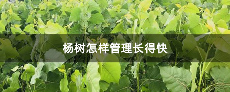 楊樹怎樣管理長得快