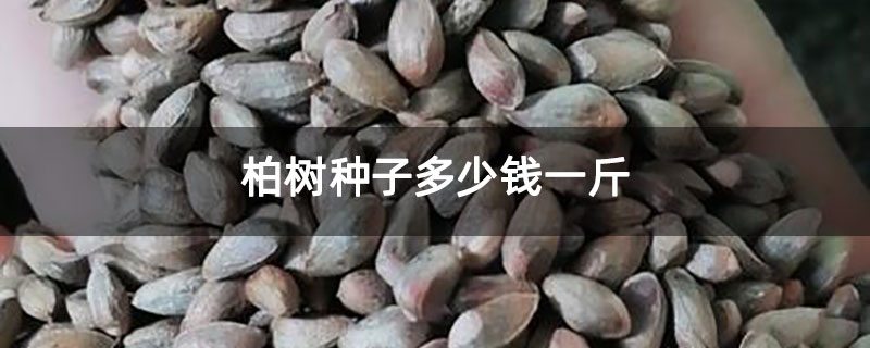 柏樹種子多少錢一斤