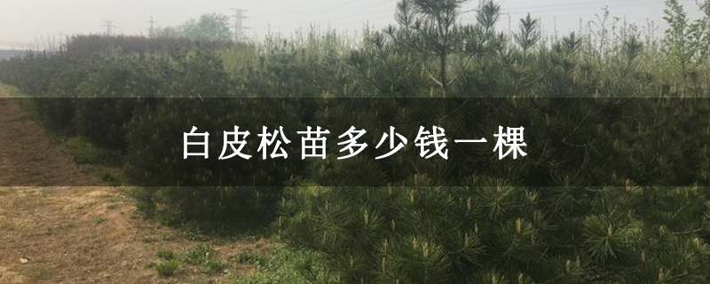 白皮松苗多少錢(qián)一棵