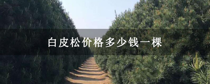 白皮松價格多少錢一棵