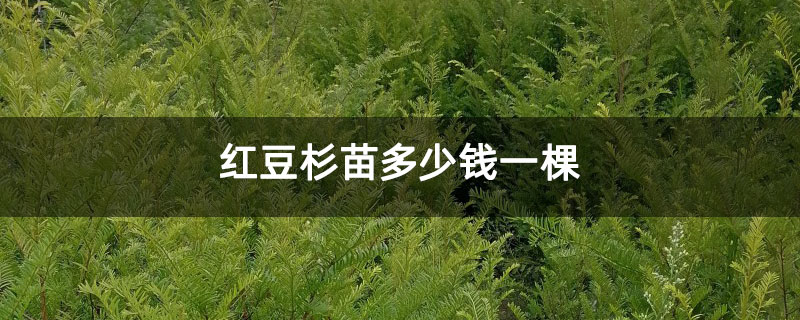 紅豆杉苗多少錢一棵