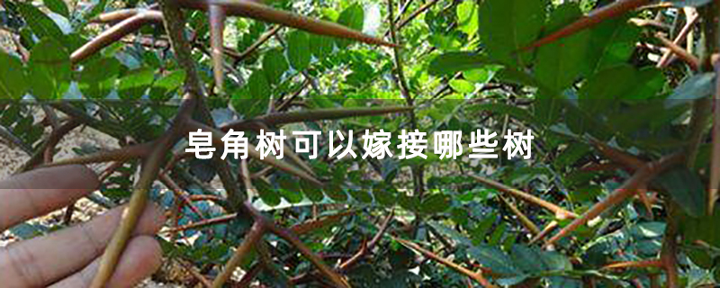 大刺皂角