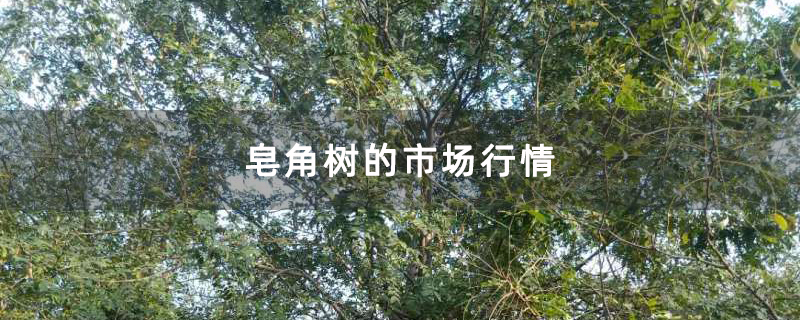 大皂角樹 大皂角樹