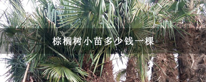 棕櫚樹小苗多少錢一棵