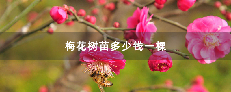 梅花樹苗多少錢一棵 梅花樹苗多少錢一棵