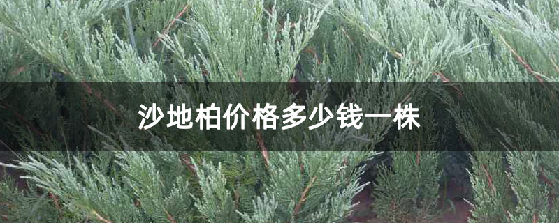 沙地柏價格多少錢一株