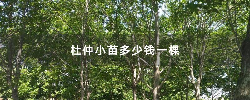 杜仲小苗多少錢一棵