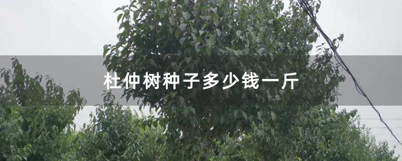 杜仲樹苗種植基地實拍圖
