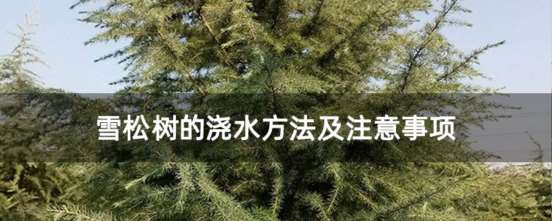 雪松樹的澆水方法及注意事項