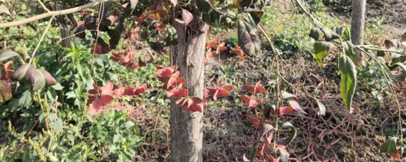 10公分金絲吊蝴蝶價格多少錢一棵