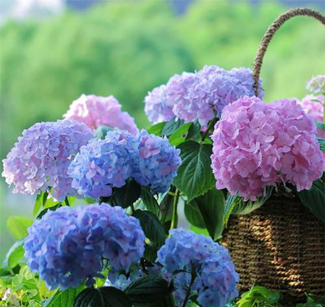 繡球花
