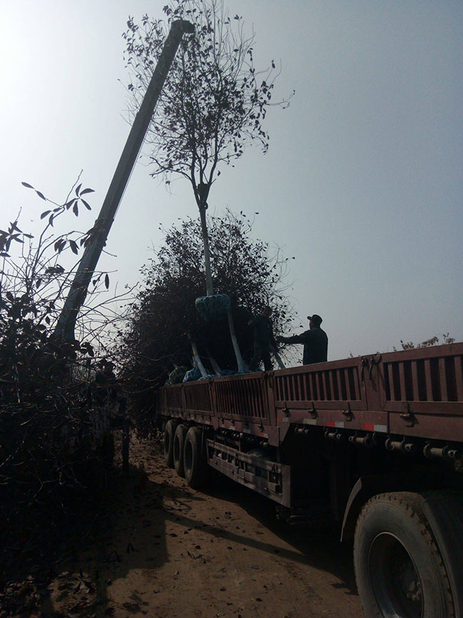 紫葉稠李花語是什么?紫葉稠李花語寓意和象征