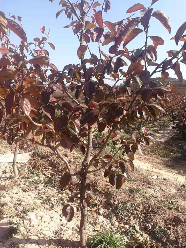 紫葉稠李前景如何?紫葉稠李市場前景分析
