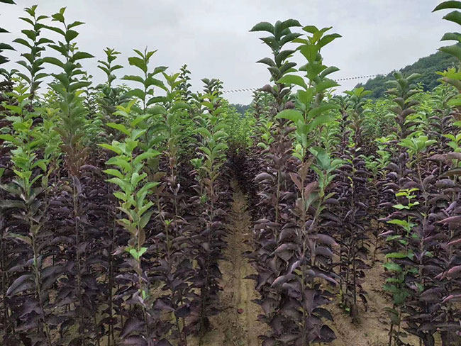 紫葉稠李前景如何?紫葉稠李市場前景分析
