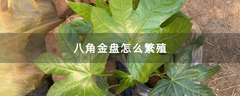八角金盤怎么繁殖