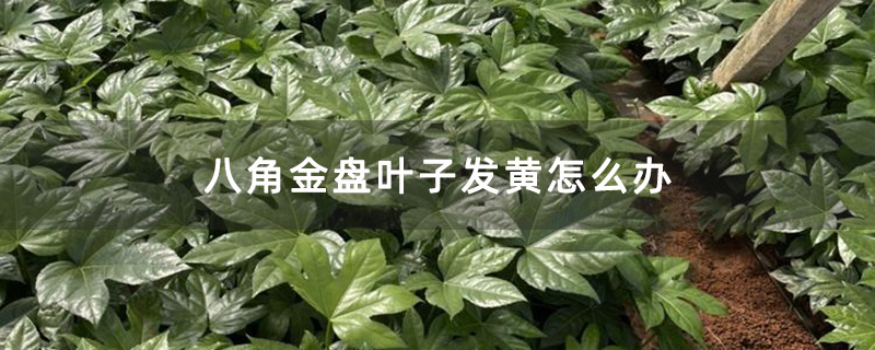 八角金盤葉子發黃怎么辦
