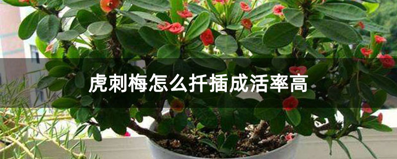 虎刺梅怎么扦插成活率高