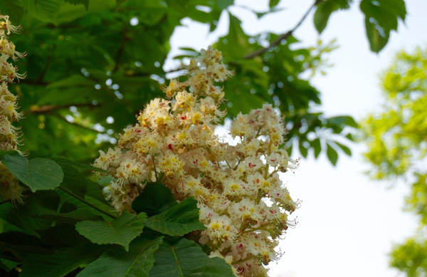 七葉樹花