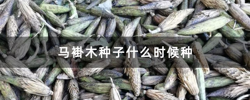馬褂木種子什么時候種
