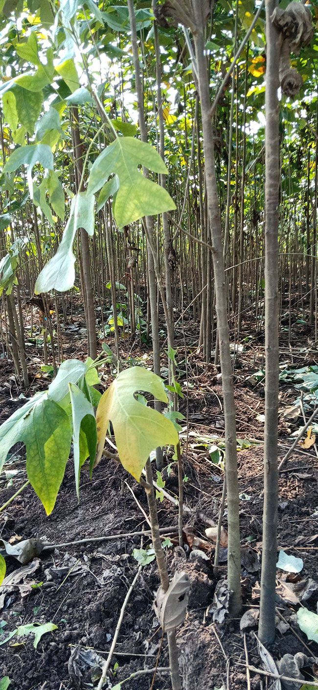 馬褂木價格 市場最新馬褂木價格行情