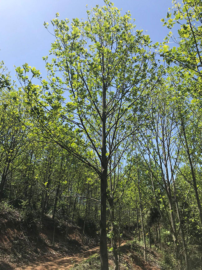馬褂木價格 市場最新馬褂木價格行情