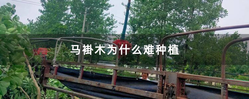 馬褂木起苗