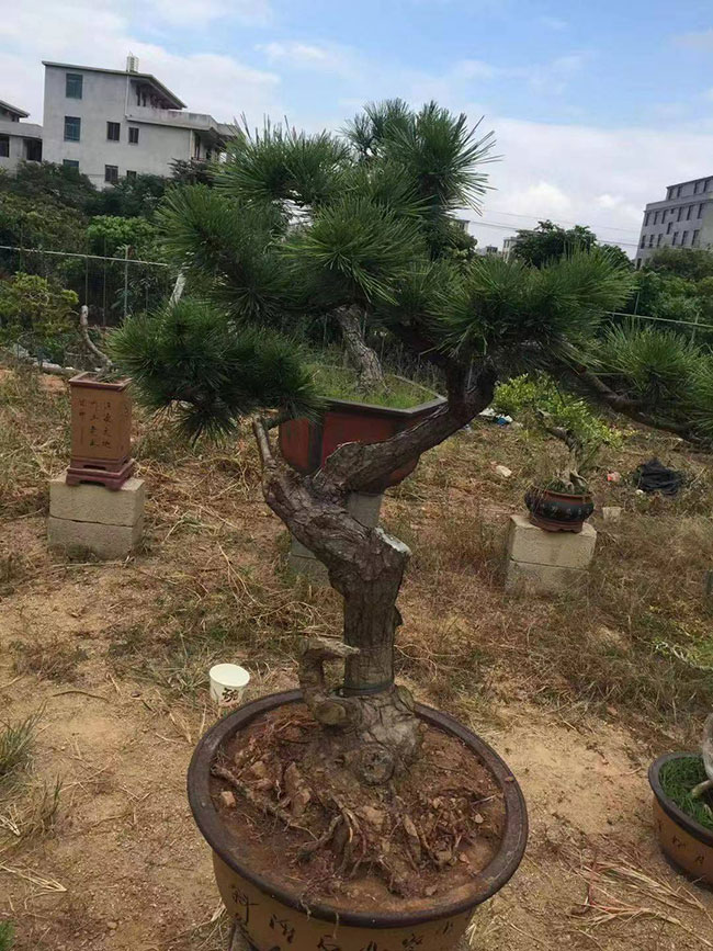 造型黑松價格