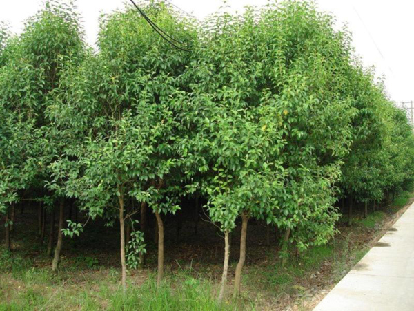 高桿女貞基地實拍圖