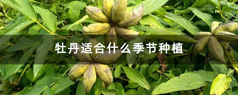 牡丹適合什么季節(jié)種植