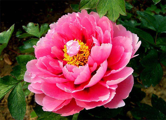 牡丹幾月種植?牡丹種子種植技術