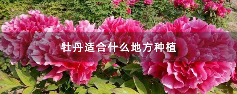 牡丹適合什么地方種植