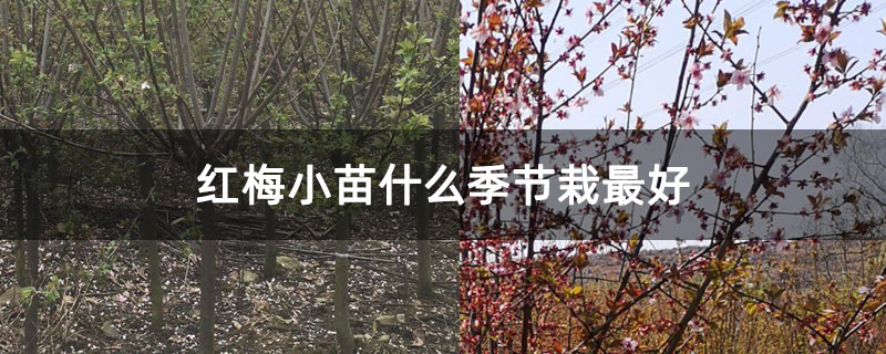 紅梅小苗什么季節栽最好