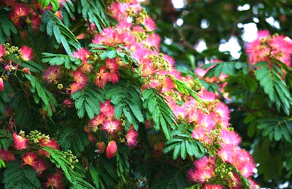 產(chǎn)地實拍合歡花04.jpg