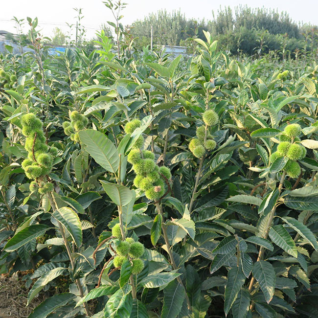 板栗苗多少錢一棵?板栗苗哪個品種最好?