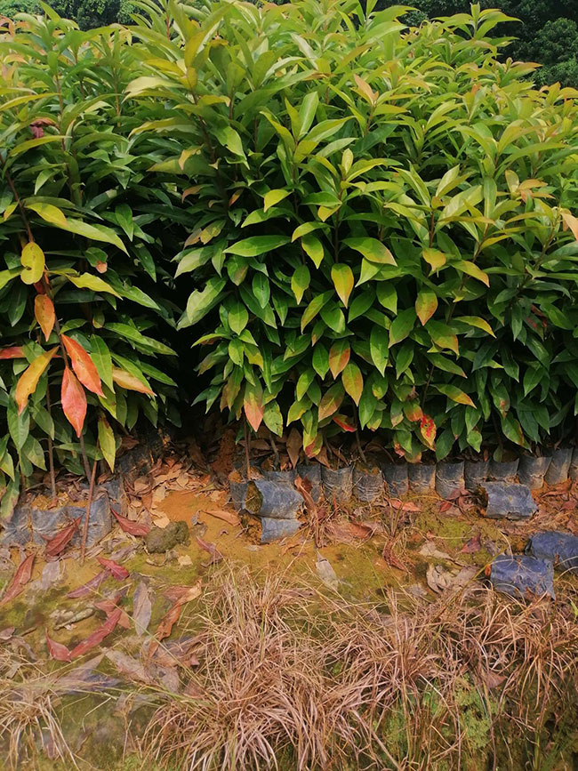 一年生木荷小苗價格多少，