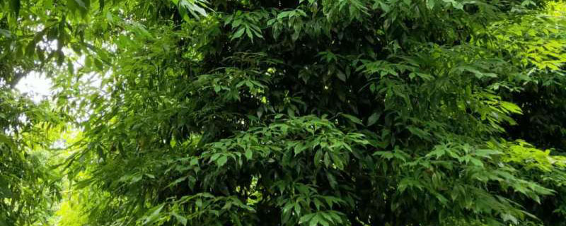 8公分楨楠樹價格多少錢一棵