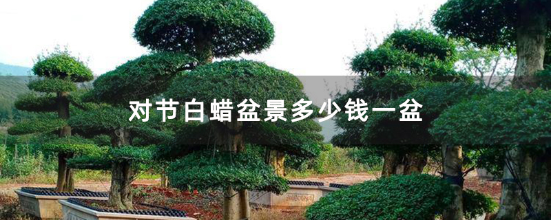 對節白蠟盆景多少錢一盆