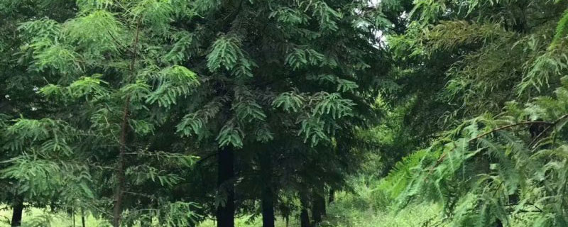 10公分東方杉多少錢一棵