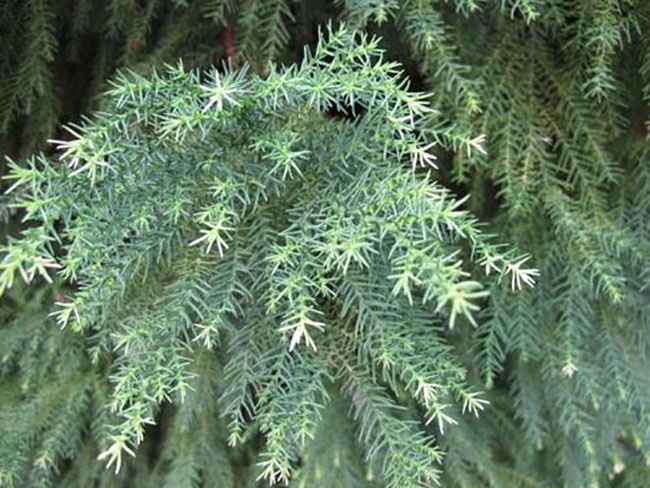 日本柳杉如何種植?日本柳杉栽培技術(shù)