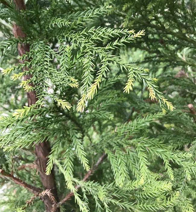 日本柳杉如何種植?日本柳杉栽培技術(shù)