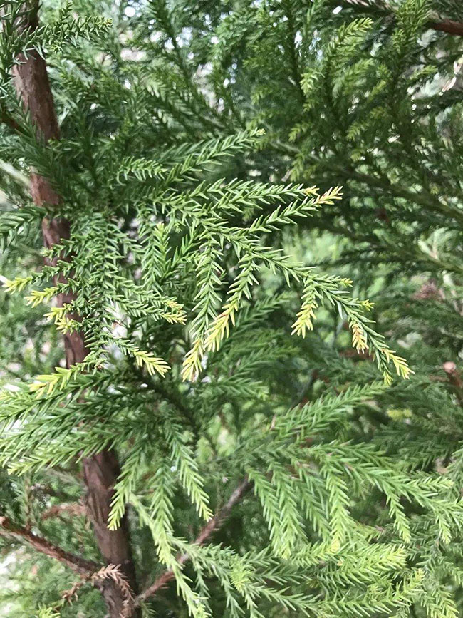 日本柳杉如何種植?日本柳杉栽培技術(shù)