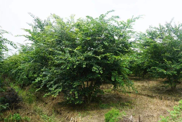樸樹叢生苗