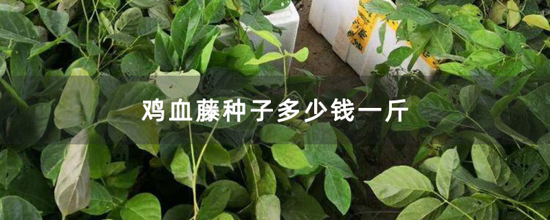 雞血藤小苗