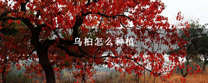 烏桕怎么種植