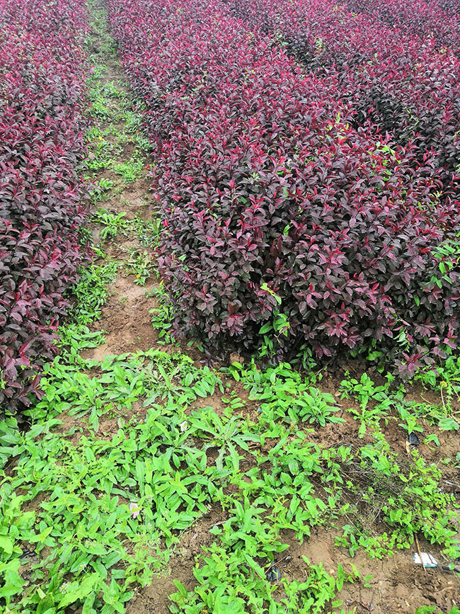 紫葉矮櫻可以扦插繁殖嗎?紫葉矮櫻扦插技術